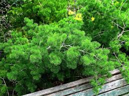 Double pink rose of sharon read more; Ming Fern Shade Garden Plants Ming Fern Asparagus Fern