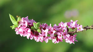 Image result for Daphne mezereum