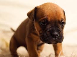 Down Syndrome In Dogs Causes Symptoms Expectations Pethelpful