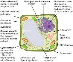 Plant Cell | Parts, Functions & Types - Lesson | Study.Com