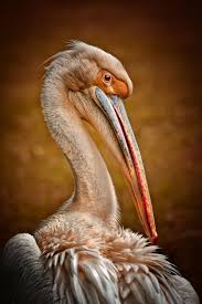 Birds That Start With Bu Pelican By Detlef Knapp A Wonderful Bird Is The Pelican His Beak Can Hold More Than His Belly Can He Can Hold In His Beak Enough Food For A Week Bu