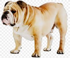 French Bulldog Puppy Dog Breed American Bulldog Png