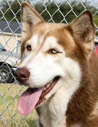 Rescued along with is 8 siblings, puppy boy#9 is looking for his loving forever home. Minneapolis Mn Siberian Husky Meet Ziva Adoption Pending A Pet For Adoption