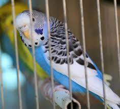 And also, they sell animals like rats, mice. Petco Parakeets 9 Things To Know Before You Buy Embora Pets