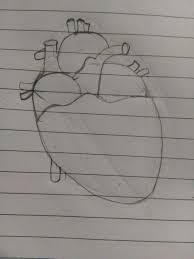 See human brain stock video clips. Easy Human Heart Pencil Drawing