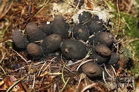 Image result for Xylaria polymorpha