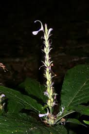 Image result for Cephalophis lukei