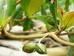 Image result for Combretum psidioides