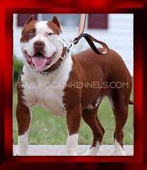 Probulls produces puppies of every color you can imagine, including white xl american bully pups. Pin On Animals