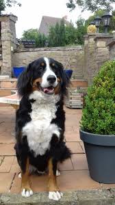 Pin On Snoopy Notre Bouvier Bernois Adore