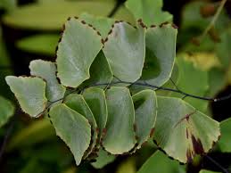 Image result for Pteridaceae