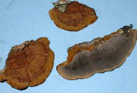 Image result for Phellinus gilvus