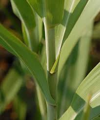 Image result for Phacelurus gabonensis