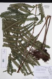 Image result for Amblovenatum