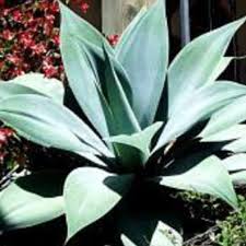 Image result for Buchnera attenuata