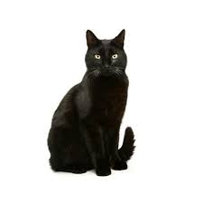 The longer the coat, the more serious the ear tufts! Bombay Cat Traits Pictures And Videos