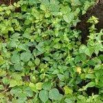 Image result for Cyathula prostrata