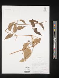 Image result for Clematis hirsuta