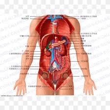 It describes the theatre of events. Thoracic Cavity Png Images Pngwing