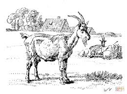 Feel free to print and color from the best 38+ baby goat coloring pages at getcolorings.com. Domestic Goat Coloring Pages Free Coloring Pages Coloring Home