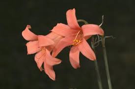 Image result for Cyrtanthus galpinii