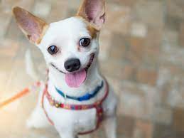 Why Chihuahuas Shake Chiwawa Dog