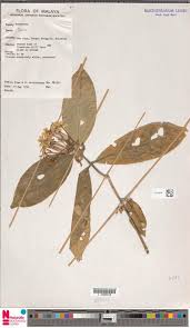 Image result for Ixora mildbraedii