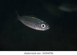 Image result for Boops boops