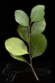 Image result for Pterocelastrus