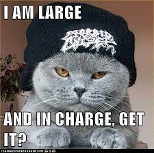 Thecontemplativecat Who Is In Charge