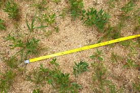 Image result for Limeum argute-carinatum