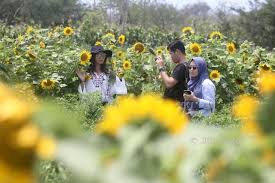 Luas taman ini cukup besar yaitu sekitar 1.000 meter persegi. Cantiknya Taman Bunga Matahari Di Pantai Samas Warga Berdatangan Untuk Foto Foto