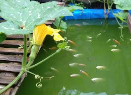 5 salah kaprah tentang ikan mas, umur hingga akuarium. Cara Membuat Kolam Ikan Dari Terpal