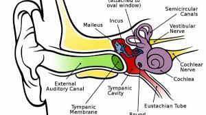Eustachian Tube Dysfunction Etd And How To Treat It The Ear Wax Removal Network