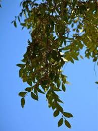 Chinese evergreen elm trees make an excellent shade tree for the lawn due its fast growth, graceful weeping branches and attractive bark. Evergreen Elm Tree Plant Of The Month Water Use It Wisely