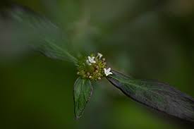 Image result for Spermacoce kirkii