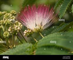 Image result for Albizia schimperiana
