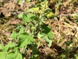 Image result for Urtica massaica