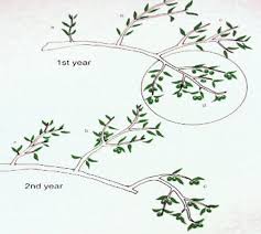 Your olive tree will then be in top shape (both literally and figuratively) to develop fruit, or the olives themselves. Pruning Olive Trees