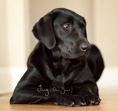 We offer akc lab puppies for sale in charlotte, nc call or email us today! Akc Black Lab Puppies For Sale In Auburn Michigan Classified Americanlisted Com
