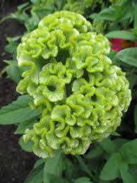 Celosia Cockscomb Spring Green Flower Seeds Plants Annual Plants