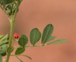 Image result for Indigofera demissa