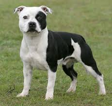 Black And White Pit Bull Terrier Black And Tan Staffordshire Bull Terrier Aust Champion Taino Painted Chief Bull Terrier Staffordshire Bull Terrier Pitbull Terrier