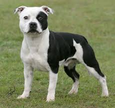 Like all the bully type breeds, staffordshire bull terriers. Black And Tan Staffordshire Bull Terrier Aust Champion Taino Painted Chief Bull Terrier Staffordshire Bull Terrier Pitbull Terrier
