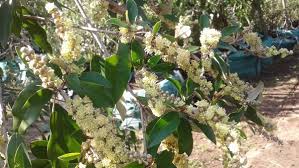 Image result for Croton gratissimus