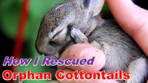 My mum made her for me when i was a year old. How I Cared For Baby Cottontails Youtube