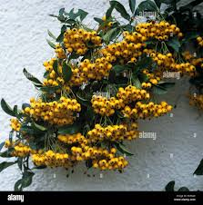 Image result for Pyracantha coccinea soleil d'or