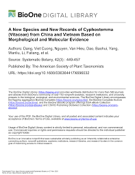 Image result for Cyphostemma kirkianum