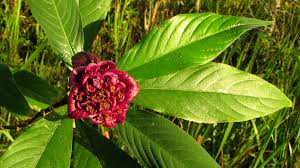 Image result for Psychotria vogeliana