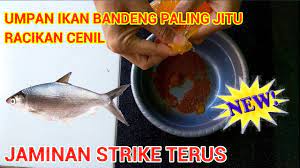 Umpan Ikan Bandeng Paling Jitu Umpan Cenil Youtube